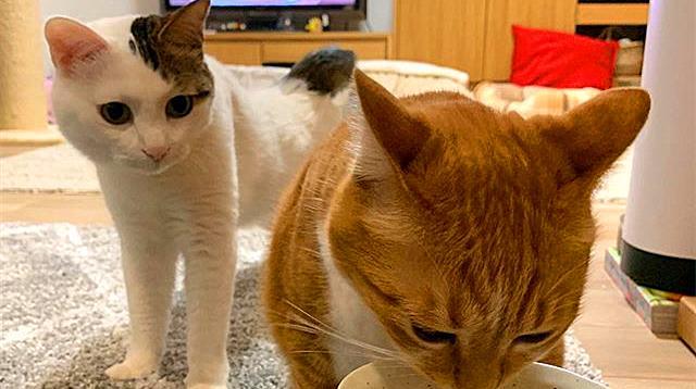 家里的橘猫无端越来越胖？只因橘猫吃的都是两人份套餐