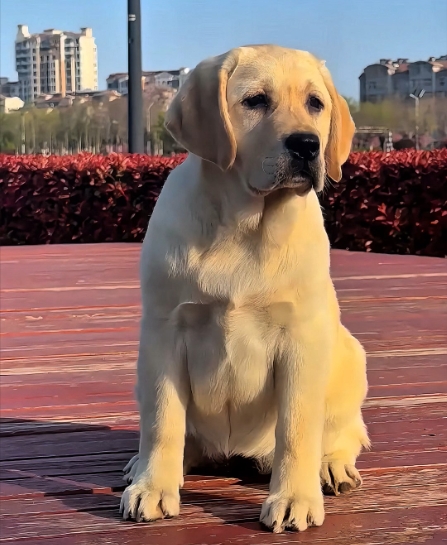 拉布拉多犬吃什么好？适合拉布拉多犬的自制狗粮