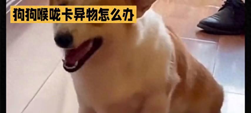狗狗喉咙卡异物怎么办？分享3个急救方法