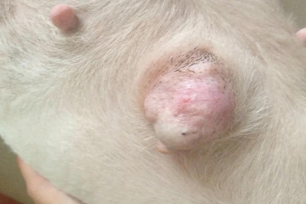 如果你家狗狗身上长疙瘩、鼓包、肿块要重视，可能是得了肿瘤！