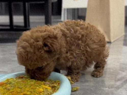 泰迪犬饭后原封不动吐出来了？几招搞定泰迪呕吐的小妙招