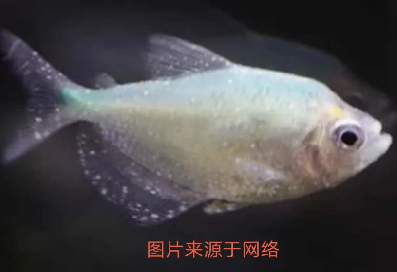 鱼病大全：从白点到烂鳍，一次讲透所有鱼类常见病