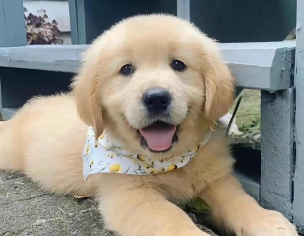 2个月金毛幼犬又吐又拉？先别乱吃药，就医指南来了！