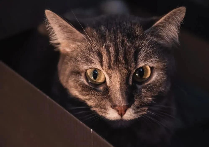 猫咪屁屁出血了是来大姨妈了吗？也有可能是猫咪身体出现了问题