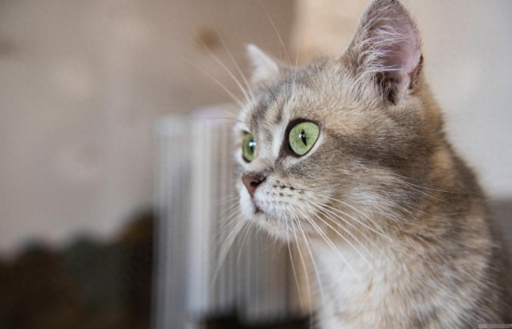 猫咪驱虫药怎么选？猫咪常见驱虫药分类