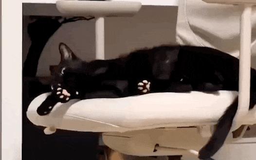 黑猫长粉爪？全网萌翻：这配色也太犯规！