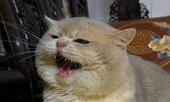 猫粮红榜来了！性价比天花板清单，养猫家庭必看！