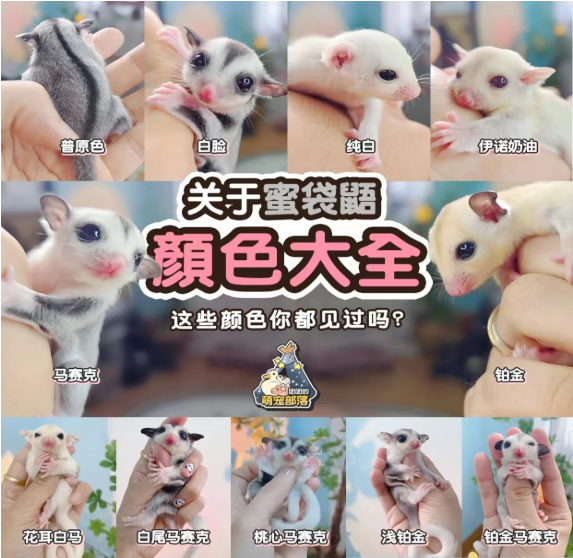 蜜袋鼯颜色让人看的眼花缭乱？不知道选什么好？