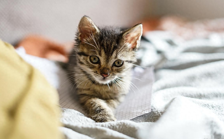猫咪打喷嚏别乱喂药！猫咪不同病因与对症用药