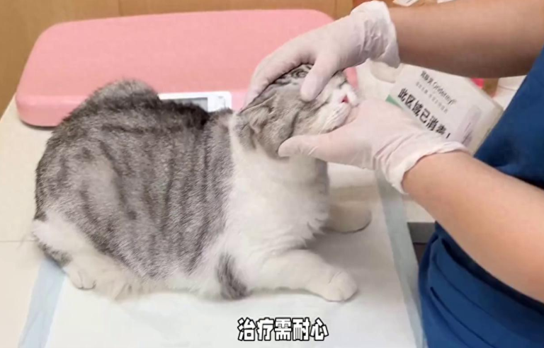 为何猫咪会不自觉漏屎漏尿？揭秘这其中的原因及治疗方法