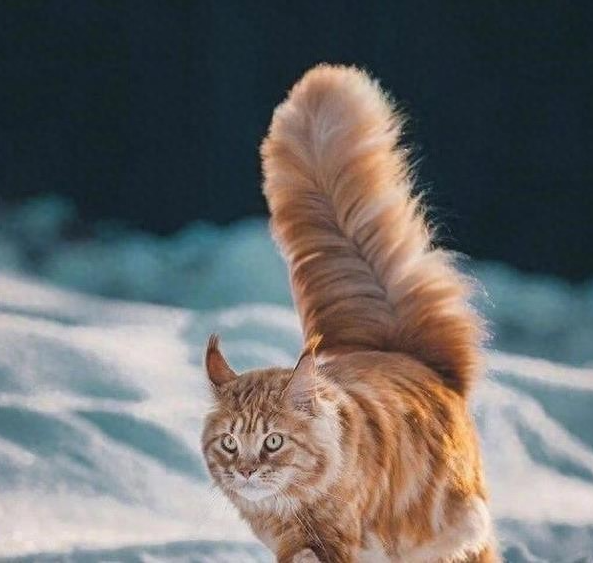 猫咪尾巴有哪些“隐藏技能”？猫咪尾巴真有这么多用处？
