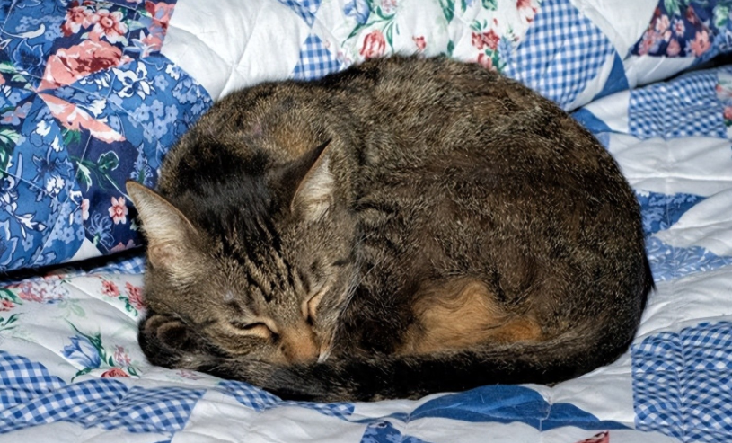 猫咪体温低时会有哪些信号？又该如何应对？