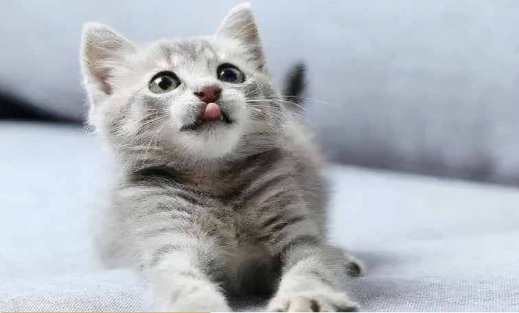 猫咪的身上是否存在跳蚤？有没有什么方法可以判断？