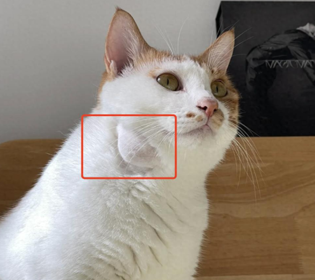 猫咪身上这5个皮肤信号，可能是恶性肿瘤的警报！