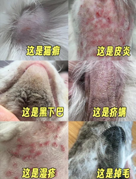 猫咪为什么会患皮肤病？猫咪常见的皮肤病有哪些类型？