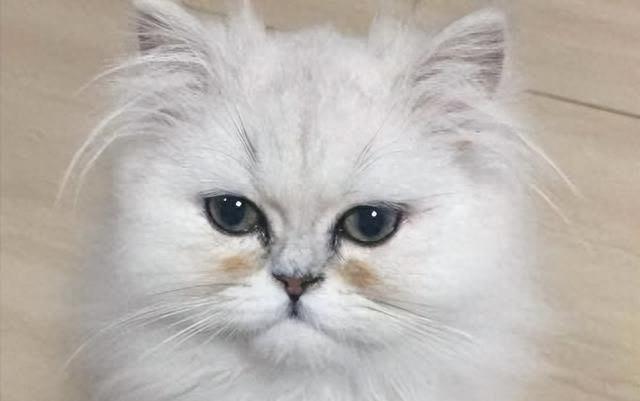 猫咪泪痕严重怎么解决？教你轻松拥有一只“无痕”猫咪！