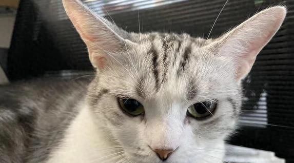 你家猫咪有没有眼屎泪痕的烦恼？该怎么处理？