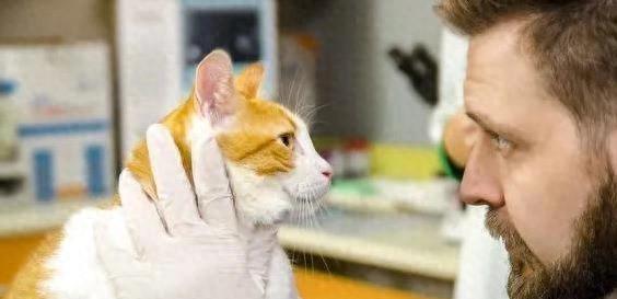 猫咪眼睛流泪红肿怎么回事？如何帮猫咪把眼睛治好？