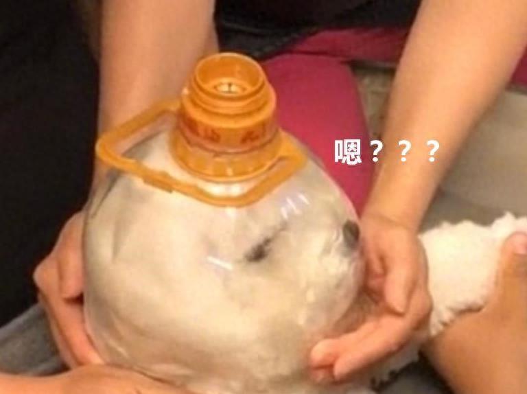 如何轻松快速地给狗狗剪指甲？狗狗剪指甲时需要注意什么？