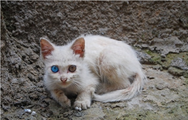 如何判断流浪猫是否想被抱回家呢？一起走进流浪猫的世界