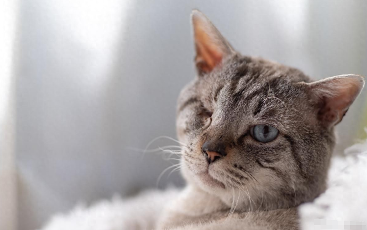 猫咪拉稀究竟是由什么原因引起的？猫咪拉稀在家自救的有效方法