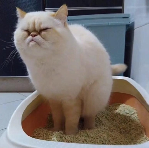 猫咪便秘该怎么办？怎么预防猫咪便秘？
