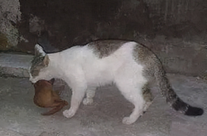猫咪嘴里叼着的是一只黄鼠狼？导致霉运该怎么办？