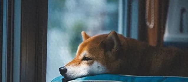 狗狗为啥会不开心？狗狗不开心的时候咋哄它？