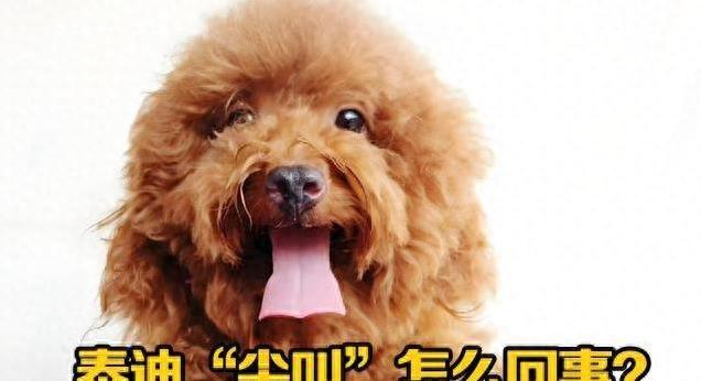 泰迪犬常尖叫是什么意思？今天就来聊聊泰迪犬为啥突然“嗷嗷”叫