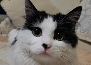 猫咪总回避你的目光？3步化解恐惧，让它重新黏上你