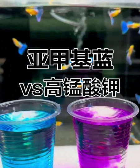 高锰酸钾还是亚甲基蓝？90%鱼友选错药，教你一招用对不翻缸