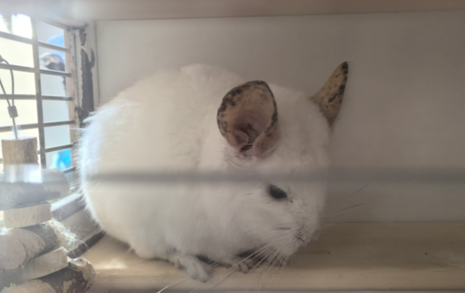 如何饲养龙猫？饲养龙猫需要注意的事项