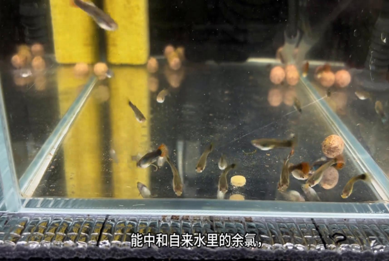 新手必看！养孔雀鱼的宝藏小技巧