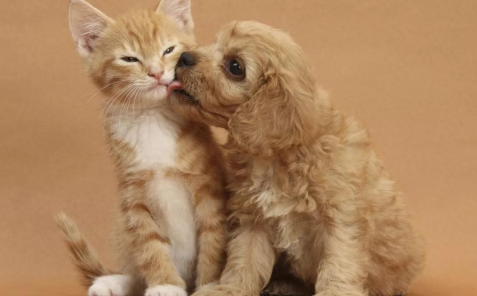 猫嗓子突然“哑”了？猫咪叫声沙哑的原因及应对措施