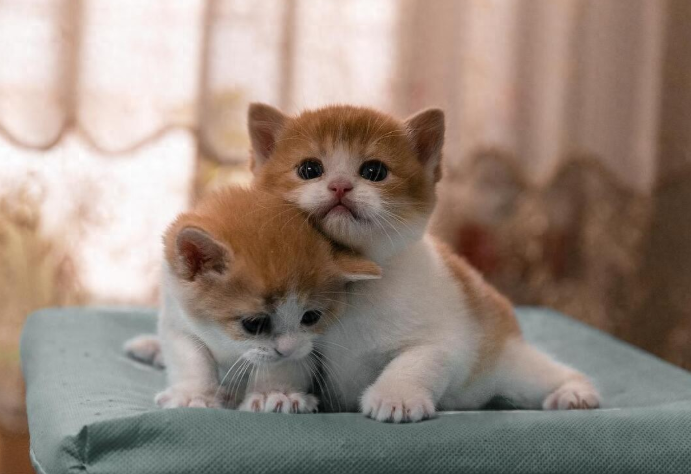 2月龄的猫咪该怎么喂养？2月龄奶猫喂养全攻略