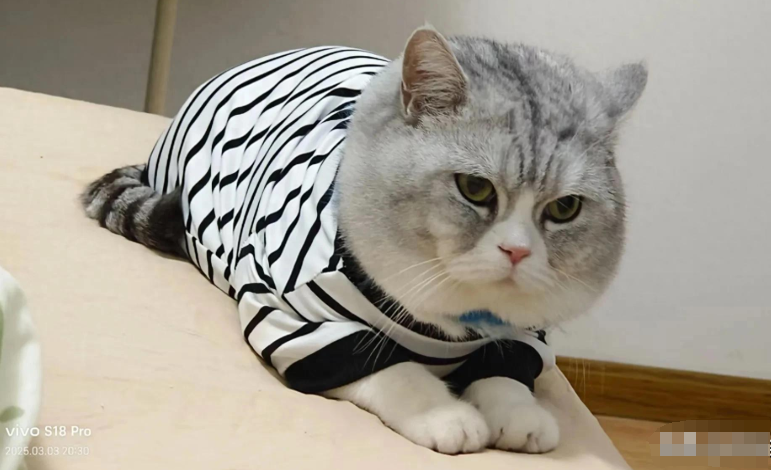 猫咪软便怎么办？多数养猫人都会踩的3个隐形雷区！
