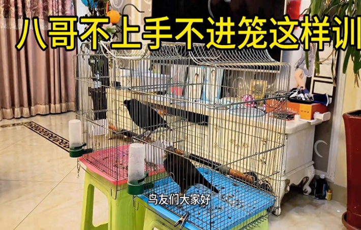 八哥拒人千里？5步驯服术让它主动飞手、乖乖进笼！