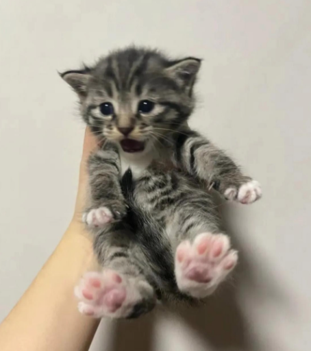 刚满月的小猫怎么养？满月奶猫生存指南