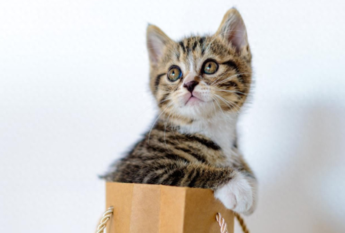 满月小猫可以吃猫粮吗？先看这2个条件！