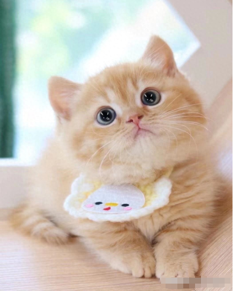 小猫便血是什么原因？小猫便血的五种原因