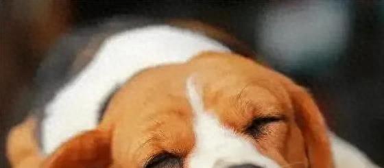 老年犬看它有没有下面这些表现，个个都是健康长寿的好信号！