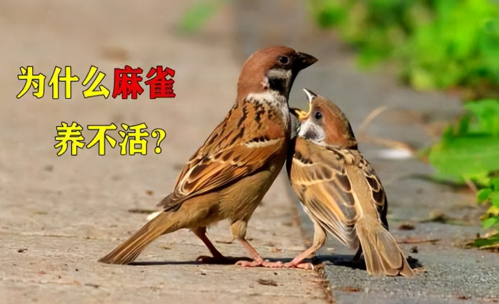 麻雀难被人养活？麻雀在野外顽强却在笼中暴毙的五大真相