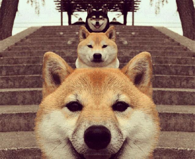 盘点公认最贪吃的5种狗狗：这养的是狗还是猪！