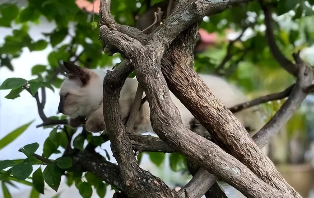 猫咪离世为什么不能直接埋？背后真相令人警醒