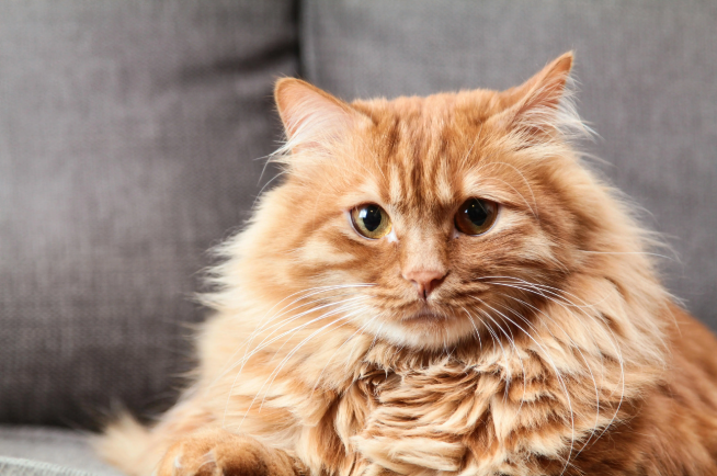 猫咪为什么会一直喵喵叫？叫声背后还藏着哪些意思？