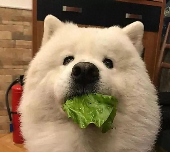 萨摩耶高性价比狗粮Top榜：省钱又能把毛喂得雪白蓬松