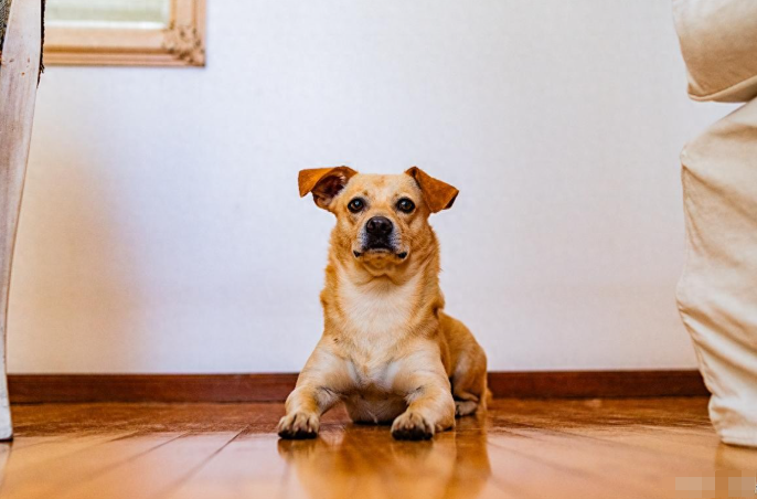 狗狗可以吃西兰花吗？西兰花对狗狗的三大好处