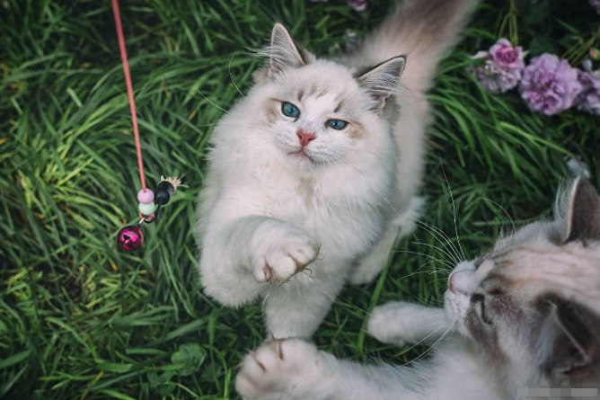 布偶猫换毛期生存指南：异常掉毛要警惕！