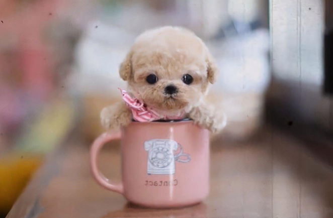 如何饲养好茶杯犬？三个技巧就能养好它！