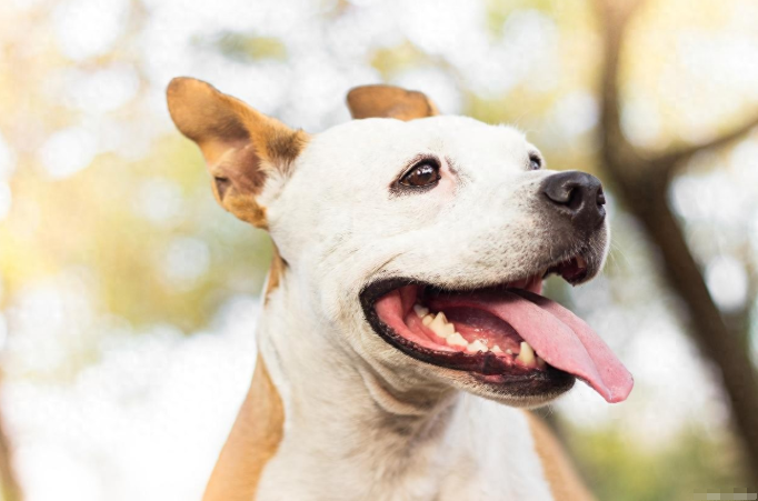 金毛犬总挂着一溜黄脓鼻涕？6种让毛孩子"鼻涕横流"的真凶